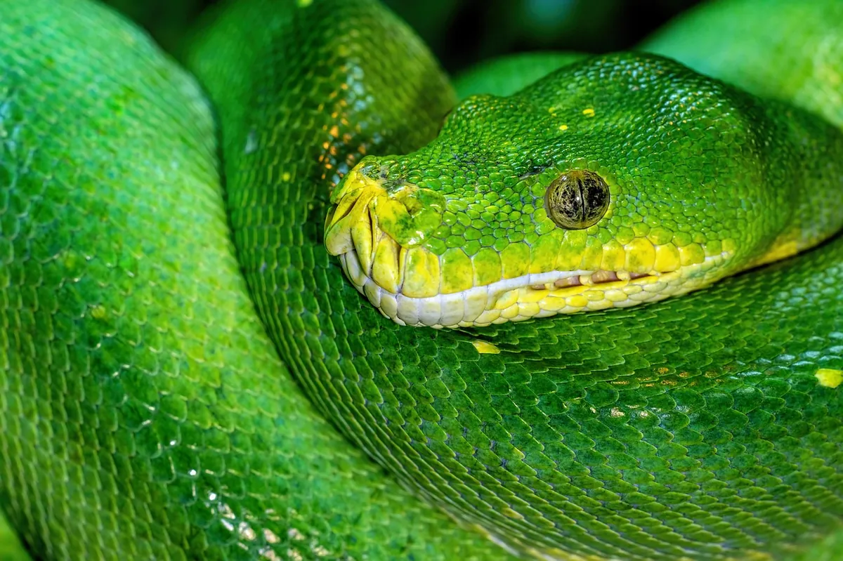 python installer success disable path length